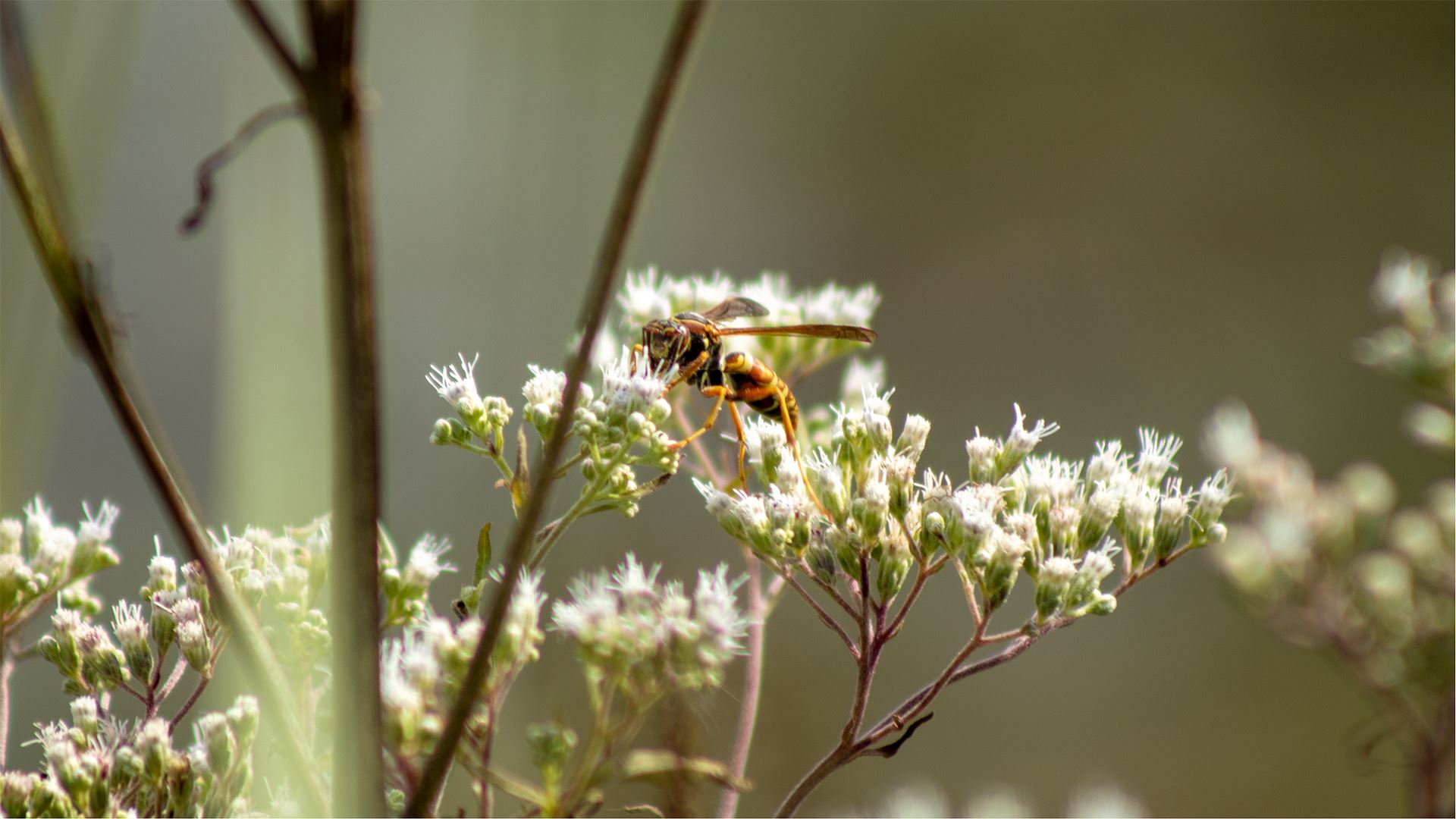 Bee at O'Hara Woods by Mateusz Lebica
