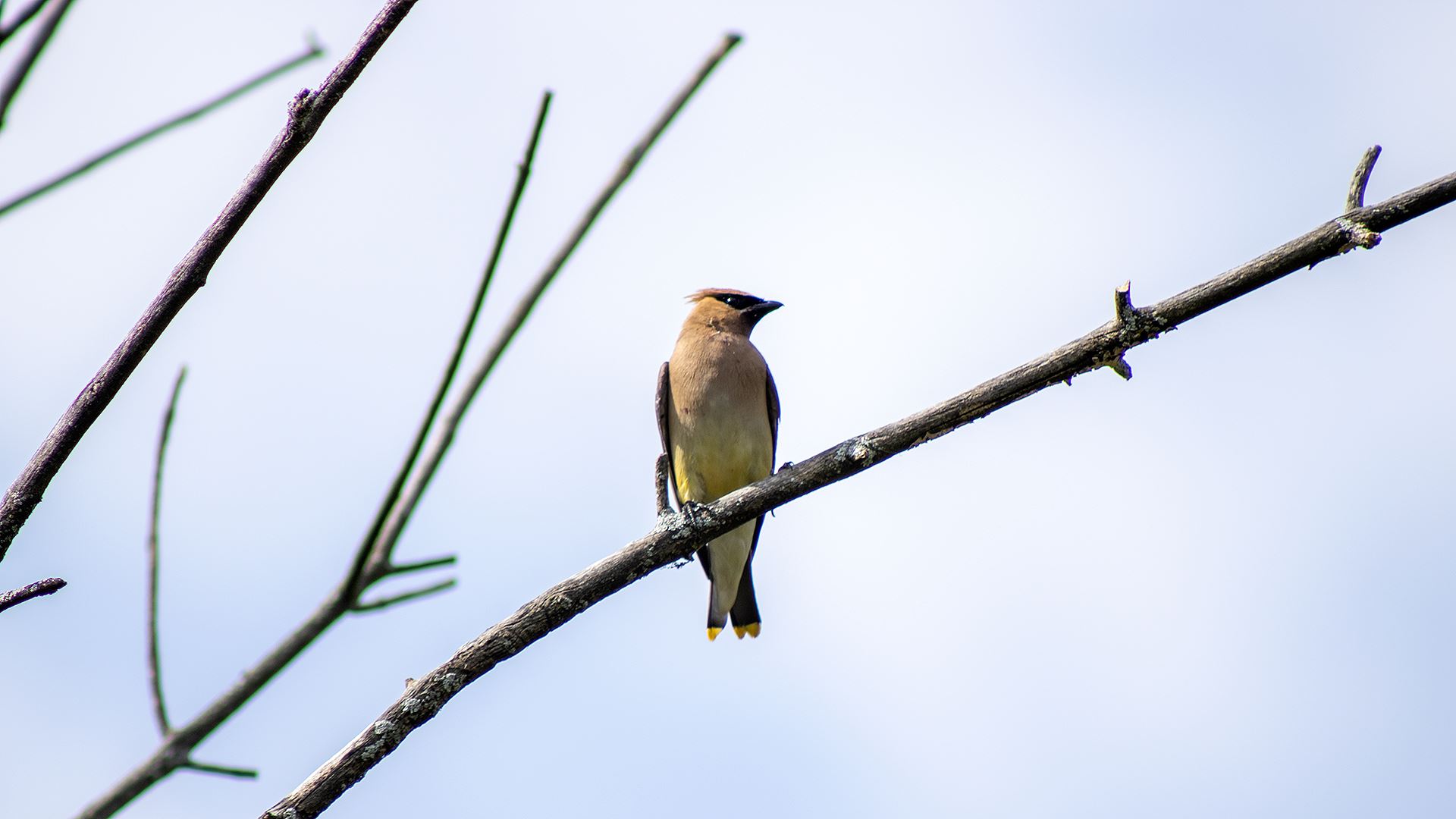 Bird at O'Hara Woods by Mateusz Lebica