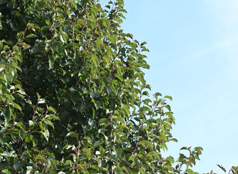 Tree Program Newsflash