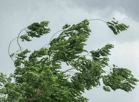 Storm branches 